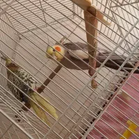 عروس هلندی مولد