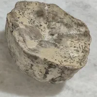 فسیل عروس دربایی|کلکسیون اشیاء عتیقه|تهران, حکیمیه|دیوار