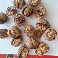 فروش مغز و گردو ایرانی وخارجی