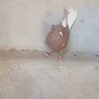 سرخ دم سفید ماده|پرنده|نرماشیر, |دیوار