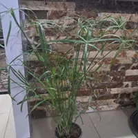 کالسکه بچگانه