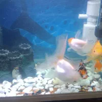 ماهی  گلدفیش|ماهی|عباس‌آباد, |دیوار