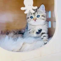 گربه کیبو