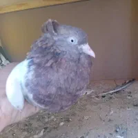 کبوتر
