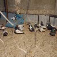 تعداد کفتر رنکی