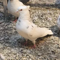 کفتر کبوتر غریب گیری