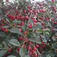 البالو تازه هر چقدر بخواهی هست