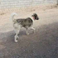 سگ نگهبان|سگ|مشهد, چهاربرج|دیوار