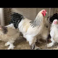 جوجه۷روزه ،مرغ وخروس ویاندوت،وبرهما«تخم مرغ