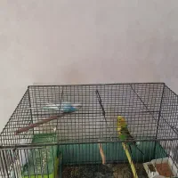 مرغ عشق جوفت