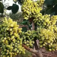 پیوند درخت پسته
