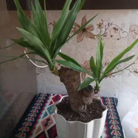 گل طبیعی ، یوکا تنه دار|گل و گیاه طبیعی|تهران, صفا|دیوار