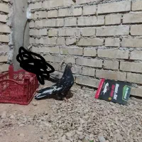 شوش|پرنده|کرخه, |دیوار