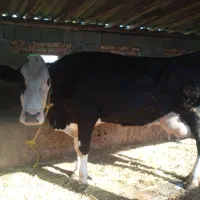 گاوسیمینتال سیاه شیری|حیوانات مزرعه|سیجوال, |دیوار