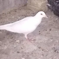 سفید جوجه فروشیی