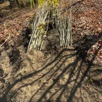 صنوبر نیگرا ترکیه اصل|خدمات باغبانی و درختکاری|سنندج, |دیوار