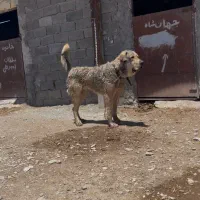سگ پژدر
