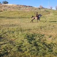 اسب نریان|حیوانات مزرعه|کرانی, |دیوار