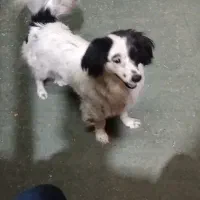 سگ‌ پاپی‌ پامر‌ روباهی ماده قیمت ۳تومن