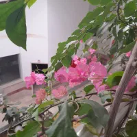 سرویس مدرسه عباس آباد