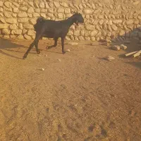 دو عدد بز دورگ|حیوانات مزرعه|بیرم, |دیوار