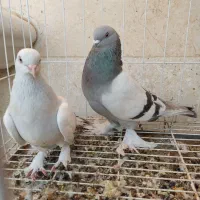 پرنده ترک|پرنده|بندر ماهشهر, |دیوار