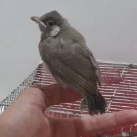 عروس هلندی است هرعزیزی خواست در خدمتم