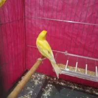 قناری زرد جوانه|پرنده|خاش, |دیوار