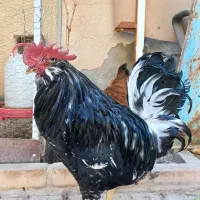 فروش خروس ریشو و نیمچه مرغ پاپر و مرغ محلی|حیوانات مزرعه|شیراز, تندگویان|دیوار