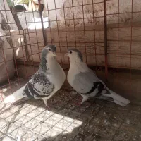 کفتر جفتگاه مگسی و چپ سبز