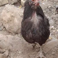 مرغ و خروس گلین بومی جوان|حیوانات مزرعه|لردگان, |دیوار