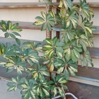 گل شلفرا ابلق