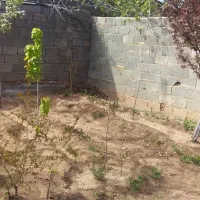 چترود روستای معزآباد