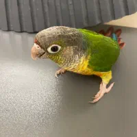 جوجه گرینچیک