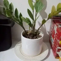 دسته گل طبیعی خشک شده ویک گلدان و گل طبیعی