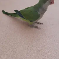 طوطی راهب ۴ ماهه سخنگو|پرنده|کرج, شاهین‌ویلا|دیوار