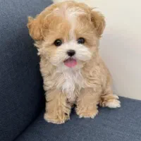 توله فنجونی|سگ|تهران, صادقیه|دیوار