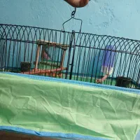 قفس و فنچ