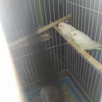 پرنده|پرنده|تخت, |دیوار