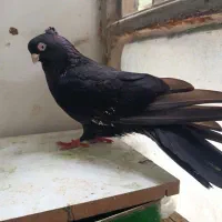 زاغ|پرنده|جیرفت, |دیوار