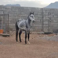 اسب کرد|اسب و تجهیزات اسب‌سواری|لردگان, |دیوار