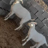بز سانن شکم اول باکهره