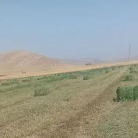 یونجه|لوازم جانبی حیوانات|کوهدشت, |دیوار