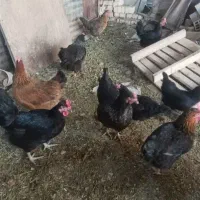 10 عدد مرغ بومی تخمگذار یکساله