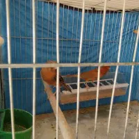 قناری جفت نرشتری سرخ ماده گنجشکی|پرنده|صدرا-فارس, فاز ۱|دیوار