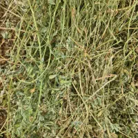 کارگر ساده