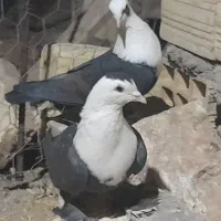 سه جفت سر سفید