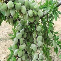 تولید و فروش انواع نهال