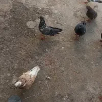 کبوتر فروشی