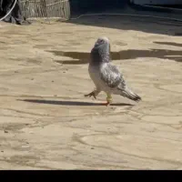 کبوتر سبز پولکی نر مست قلدر